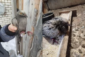 Почтового голубя из Китая спасли в Амурской области