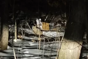 В Амурской области спасли рысь, застрявшую на дереве