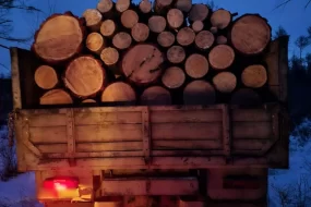 Амурчанину грозит до 7 лет за вырубку 5 лиственниц