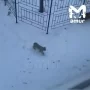 В Благовещенске вновь заметили дикую рысь