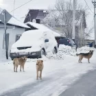 Девочке из Тынды, искусанной стаей бродячих собак, выплатят 50 тысяч рублей