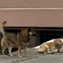 Почти 5 млн рублей потратят в Белогорске на отлов бродячих собак