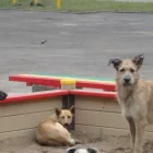 Мэрия Свободного выплатит денежную компенсацию ребёнку за нападение собаки