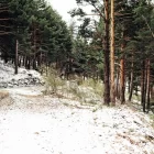 Шесть случаев захвата участков леса раскрыли в Амурской области