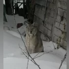 Двух рысей заметили в Свободном и окрестностях