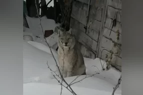 Двух рысей заметили в Свободном и окрестностях