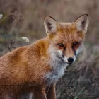 Бешеные лисы в Приамурье: власти приступили к отстрелу хищников