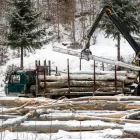 Лесоруб случайно уронил дерево на коллегу в Приамурье