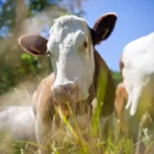 Документ ветслужб попал в СМИ и прояснил изъятие коров в Новосибирске