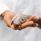 Yle: Украинцы негодуют из-за массового усыпления своих питомцев в Финляндии