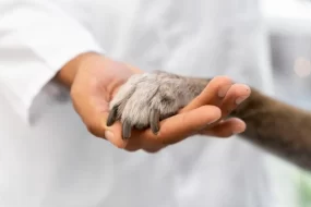 Yle: Украинцы негодуют из-за массового усыпления своих питомцев в Финляндии