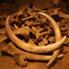 Контрабанду в Китай почти тонны бивней мамонта пресекли в Приамурье