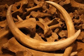 Контрабанду в Китай почти тонны бивней мамонта пресекли в Приамурье