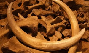 Контрабанду в Китай почти тонны бивней мамонта пресекли в Приамурье