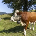 Фермы в Томской области попали под карантин из-за смертельного заболевания