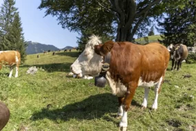 Фермы в Томской области попали под карантин из-за смертельного заболевания
