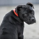 Хозяина заставили ответить рублем за нападение его собаки на ребёнка в Зее