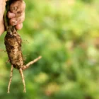 Контрабандисту из КНР повторно грозит срок за контрабанду женьшеня из Приамурья