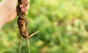 Контрабандисту из КНР повторно грозит срок за контрабанду женьшеня из Приамурья