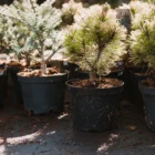 5 тысяч гектаров леса восстановят в Приамурье в этом году