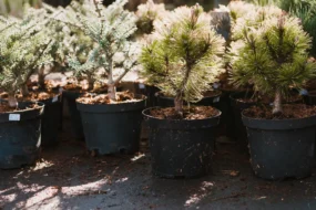 5 тысяч гектаров леса восстановят в Приамурье в этом году