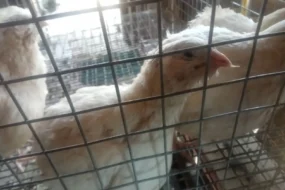 Перепелов-гигантов вакцинировали в Амурской области