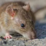 Власти Казани ищут спасение от нашествия крыс и мышей на город