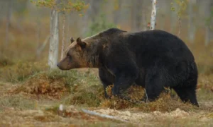 Спасатель Вильчинская высказалась об опасности встречи с медведем