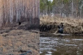 Голодные медведи проснулись в Амурской области