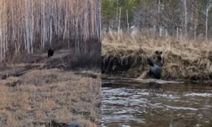 Голодные медведи проснулись в Амурской области