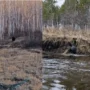 Голодные медведи проснулись в Амурской области