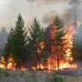 В Ромненском районе из-за лесных пожаров ввели режим чрезвычайной ситуации