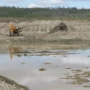 Золотодобытчик загадил ручей и устроил свалку в Приамурье