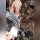 Мигранта с килограммом золота задержали в Амурской области