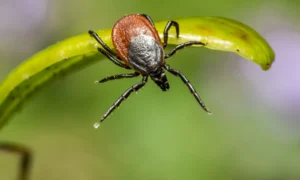 В Амурской области каждую неделю фиксируется до 300 случаев укусов клещей