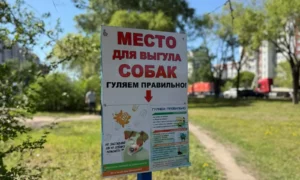 В Благовещенске на Мухина оборудуют площадку для выгула и тренировки собак
