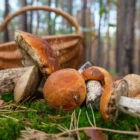 В Рязани стартовал грибной сезон, но некоторые грибы грозят рисками