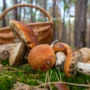 В Рязани стартовал грибной сезон, но некоторые грибы грозят рисками