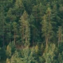 Амурская область вошла в топ-10 самых лесистых регионов России