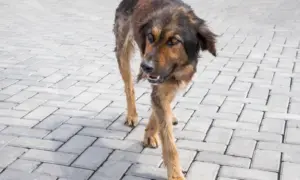Власти Благовещенска выплатят 50 тысяч мальчику, укушенному бродячей собакой