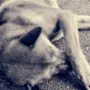 В Белогорске выявили очаг бешенства, жителям запретили выпас скота