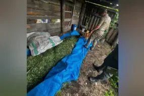 Два крупных склада наркотиков выявили в Амурской области