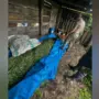 Два крупных склада наркотиков выявили в Амурской области