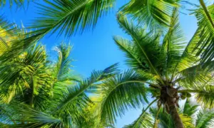 Не обошел Турцию стороной: Петросян потратил 5 млн рублей на отдых с семьей