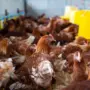 Власти предупредили: в России идет обязательная маркировка домашних кур