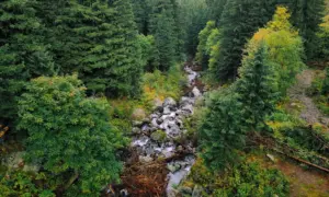 Золотодобывающее предприятие в Амурской области самовольно захватило часть тайги