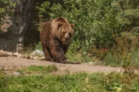 В Амурской области ликвидировали 25 опасных медведей