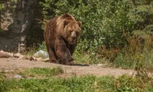 В Амурской области ликвидировали 25 опасных медведей