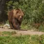 В Амурской области ликвидировали 25 опасных медведей