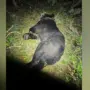 В Благовещенске ликвидировали взрослого медведя на окраине города